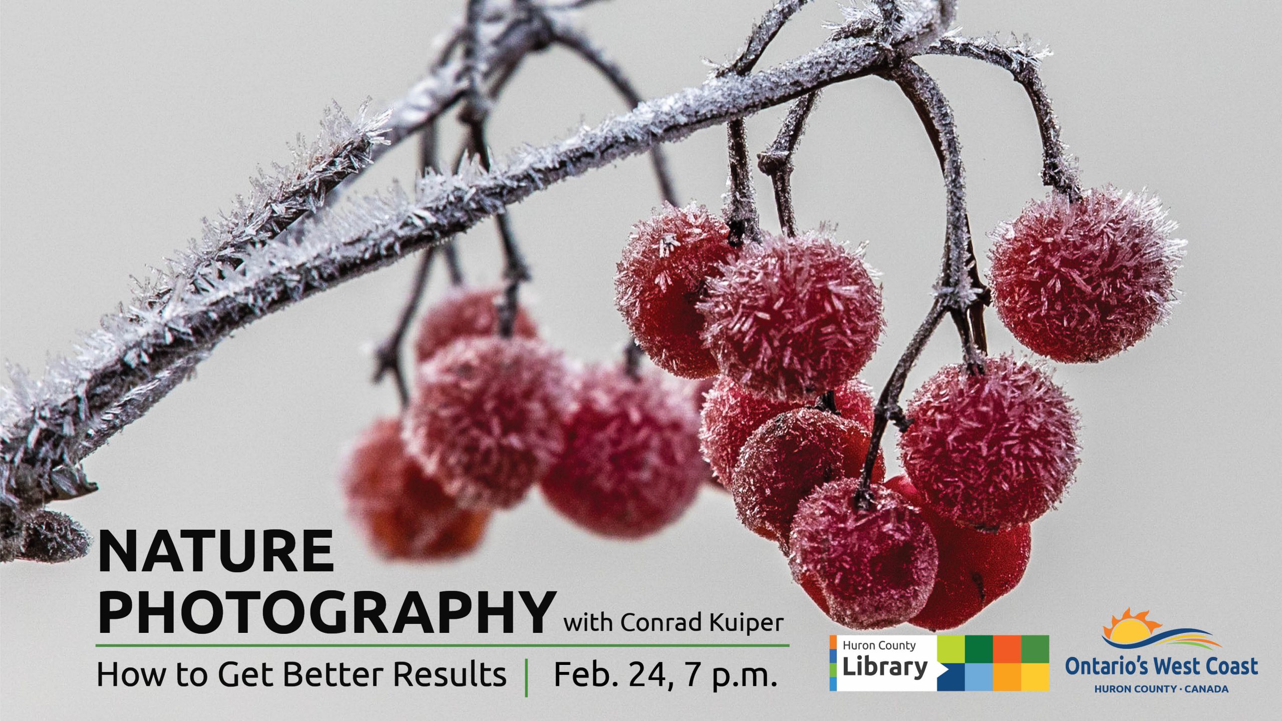Photo of tree branch with frozen berries