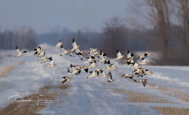 Runner-up - flock of Snow Buntings