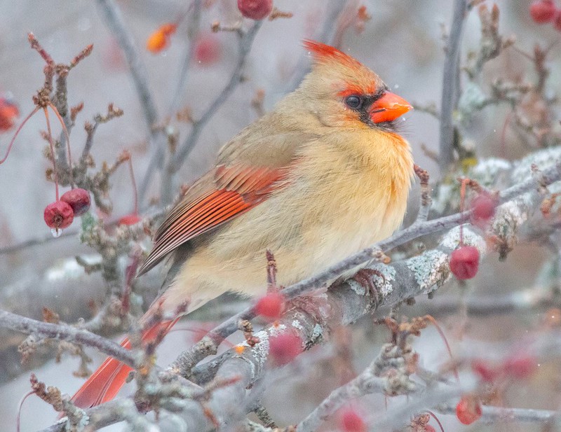 Runner up - Female Cardinal