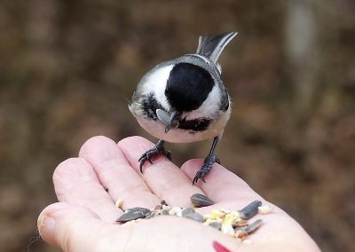 Honourable mention - chickadee