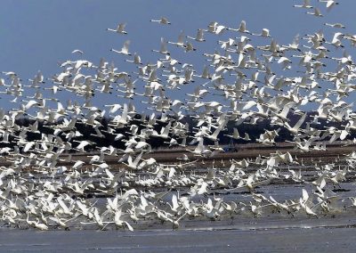 Honourable mention - flock of Tundra Swans