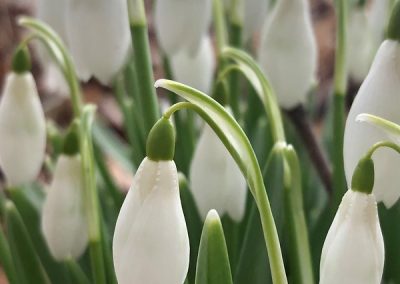 Honourable mention - snowdrops