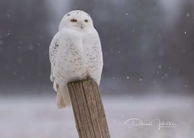 Honourable mention - snowy owl
