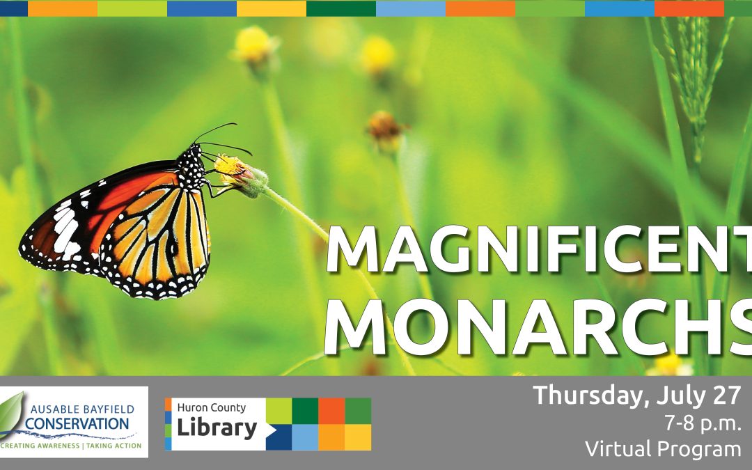 Magnificant Monarchs with the Ausable Bayfield Conservation Authority