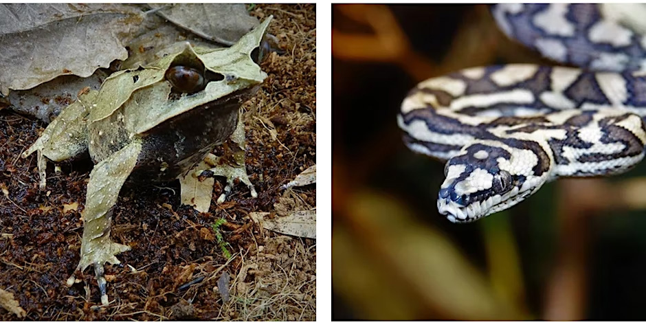 One image of a frog and another of a black and white snake