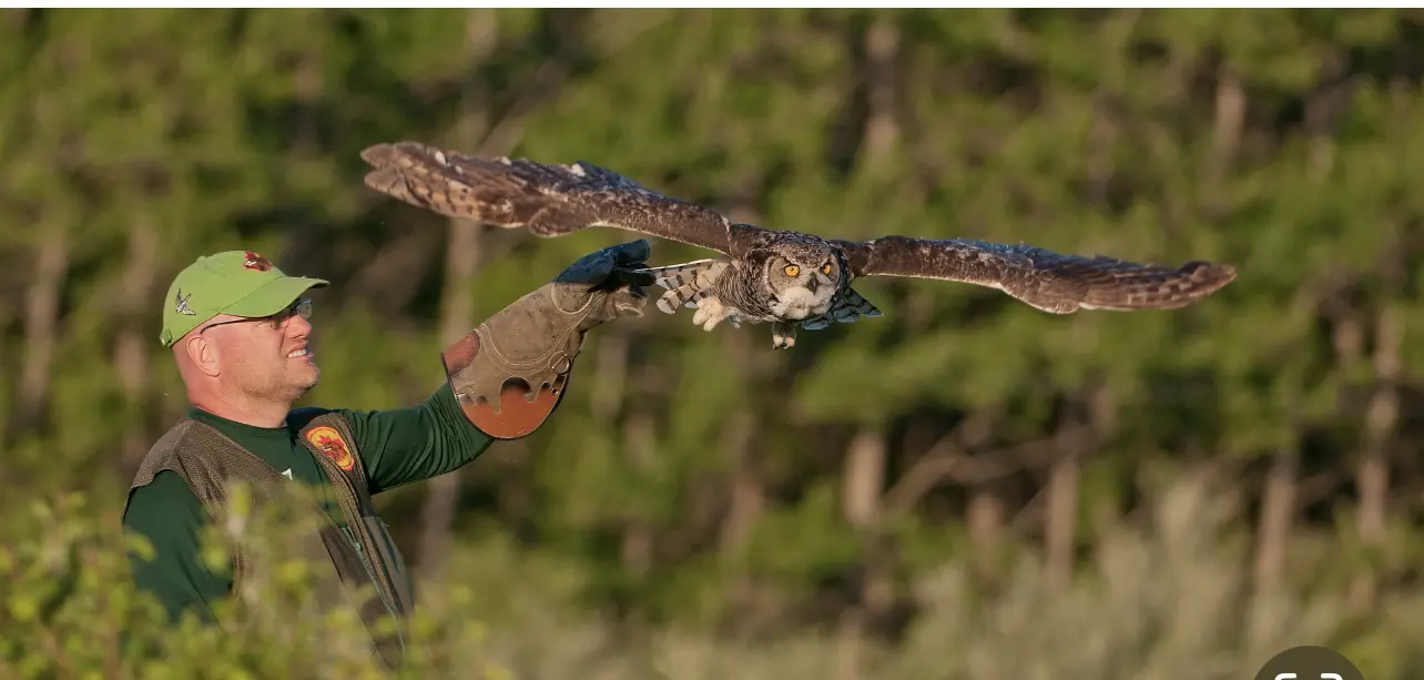 Photo of a man with an owl taking flight from his arm.