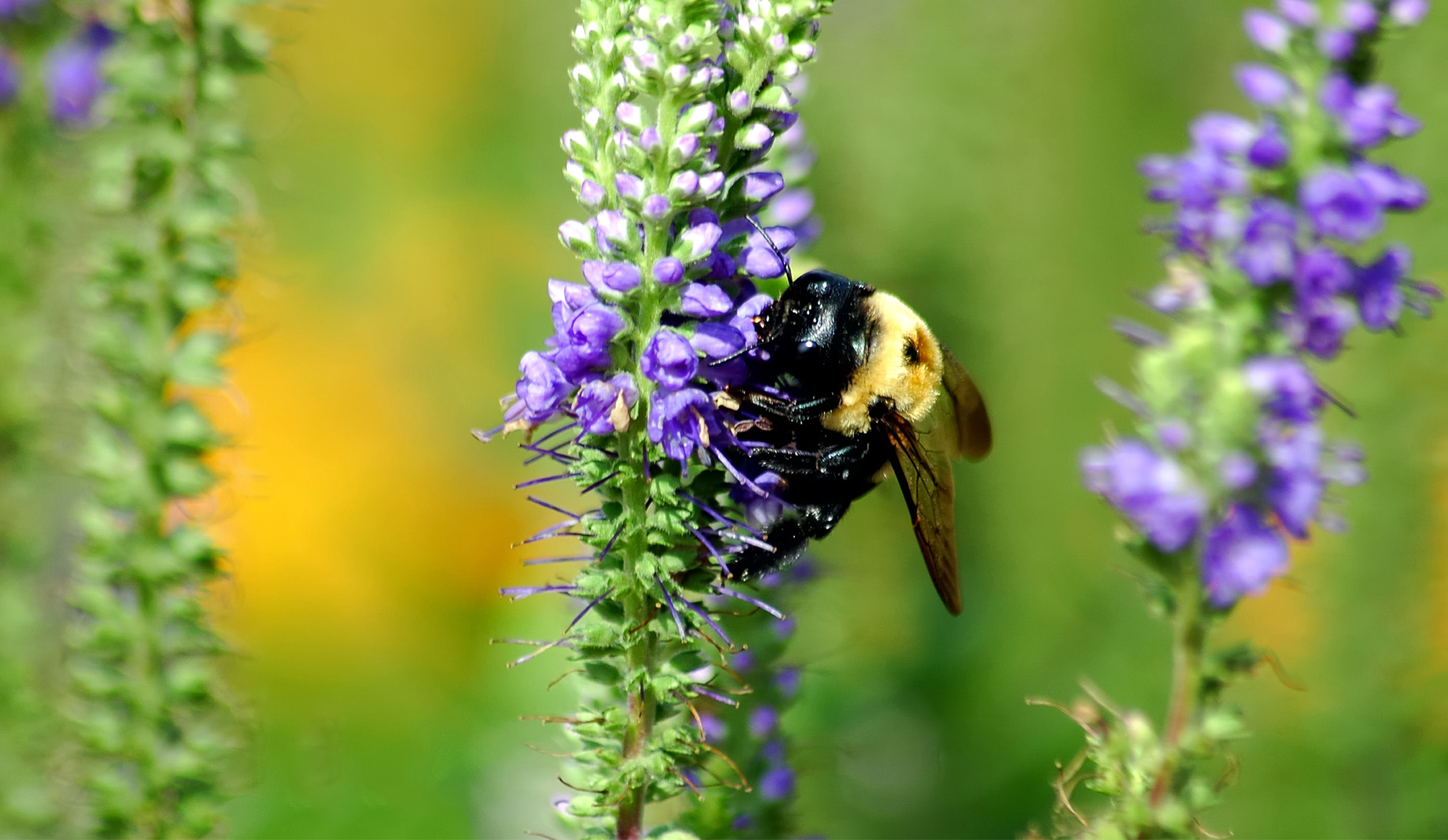 image of a bee on a purple flower