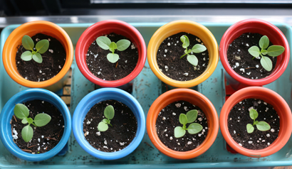 image of 8 different containers with seeds sprouting