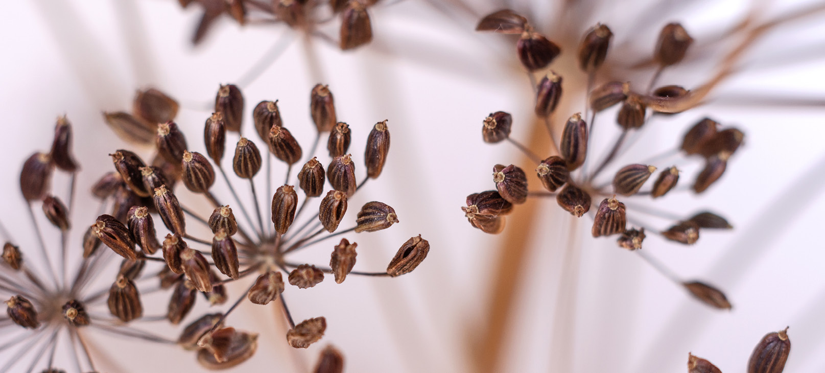 Close up of dill seed